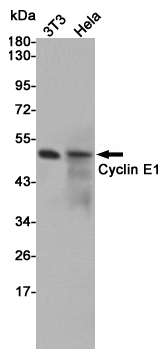 Cyclin E1 Rabbit pAb ABZ1687