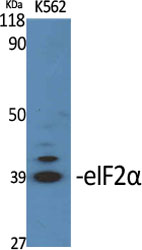 EIF2S1 Rabbit pAb ABZ1689