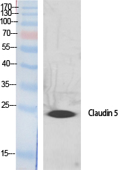 Claudin 5 Rabbit pAb ABZ1692