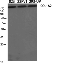 COL1A2 Rabbit pAb ABZ1693