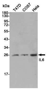 IL-6 Rabbit pAb ABZ1694