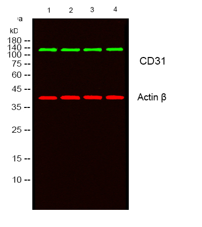 CD31 Rabbit pAb ABZ1696