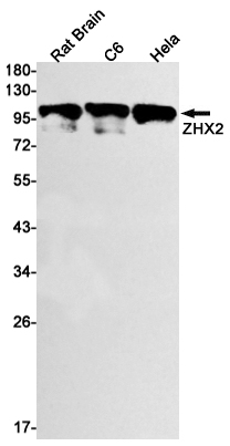 ZHX2 Rabbit mAb ABZ1708