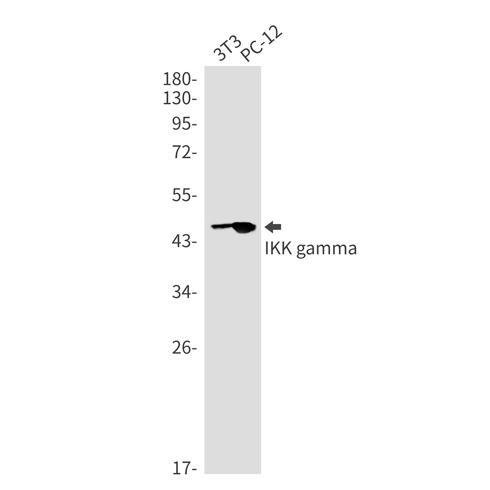 IKK gamma Rabbit mAb ABZ1712