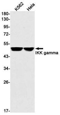 IKK gamma Rabbit mAb ABZ1712