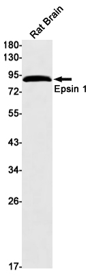 Epsin 1 Rabbit mAb ABZ1714