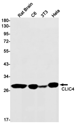 CLIC4 Rabbit mAb ABZ1716