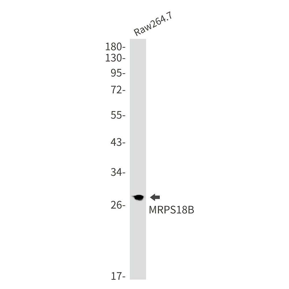 MRPS18B Rabbit mAb ABZ1717