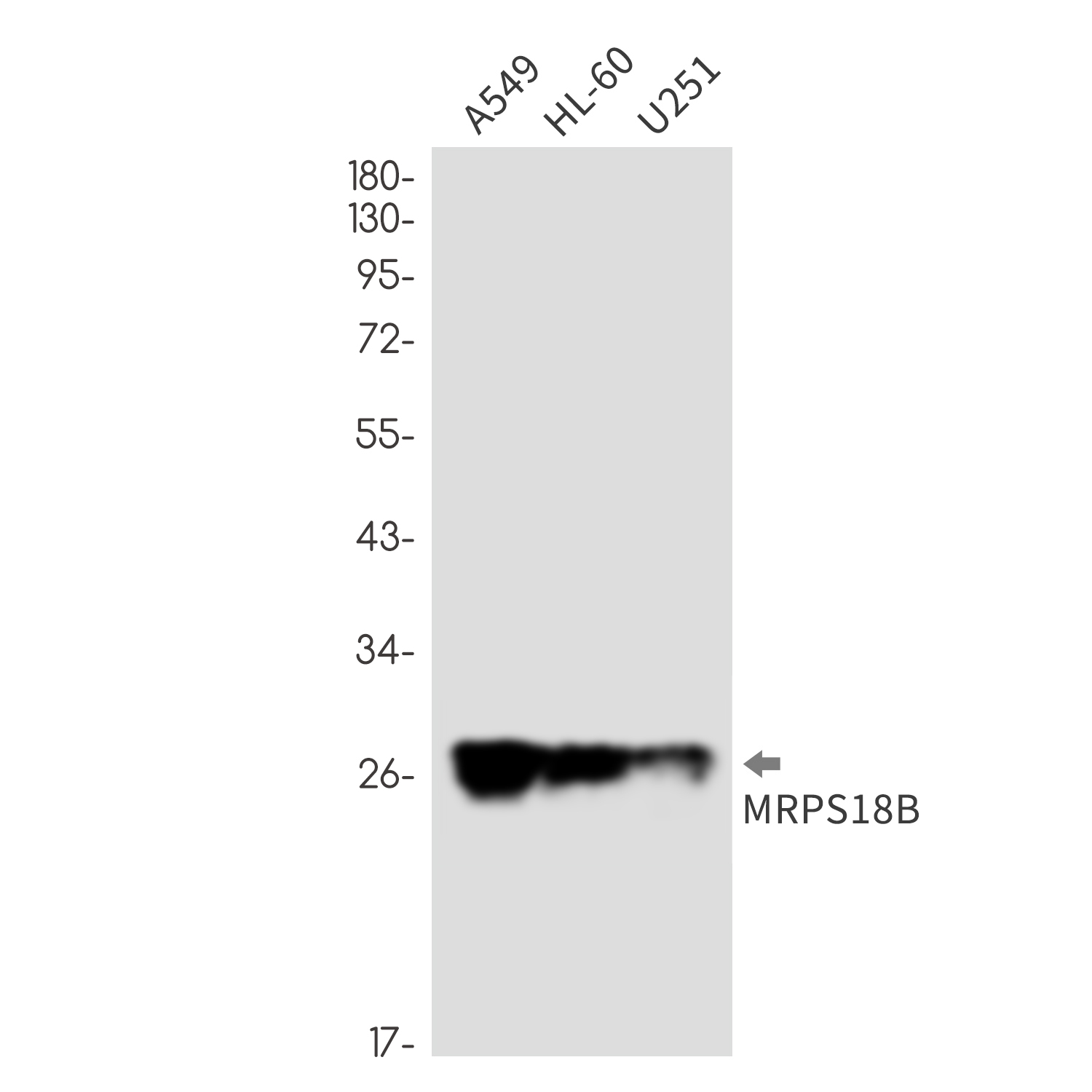 MRPS18B Rabbit mAb ABZ1717