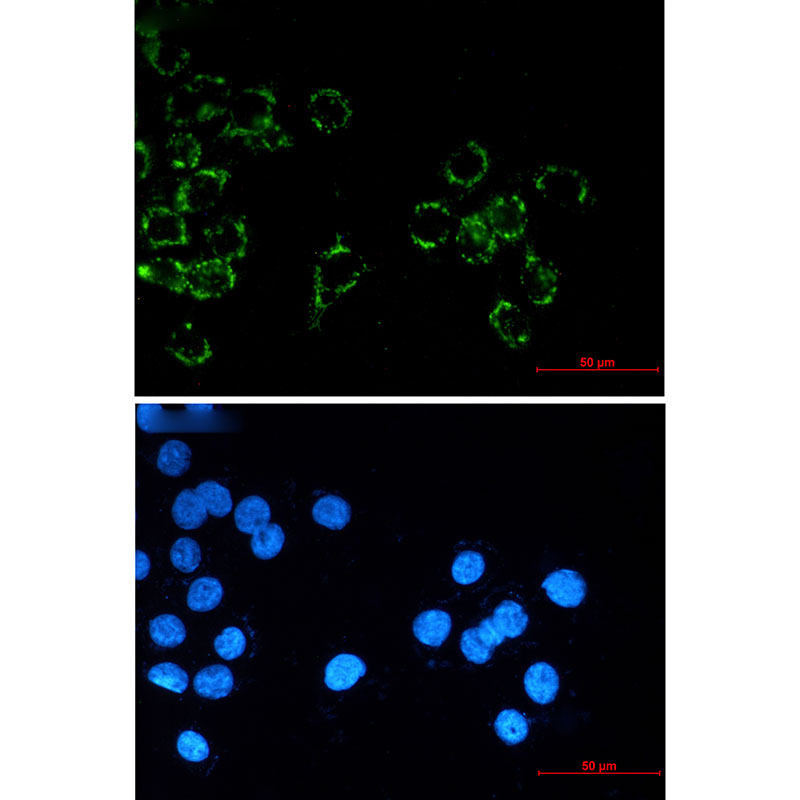 Junctional Adhesion Molecule 1/JAM-A Rabbit mAb ABZ1719
