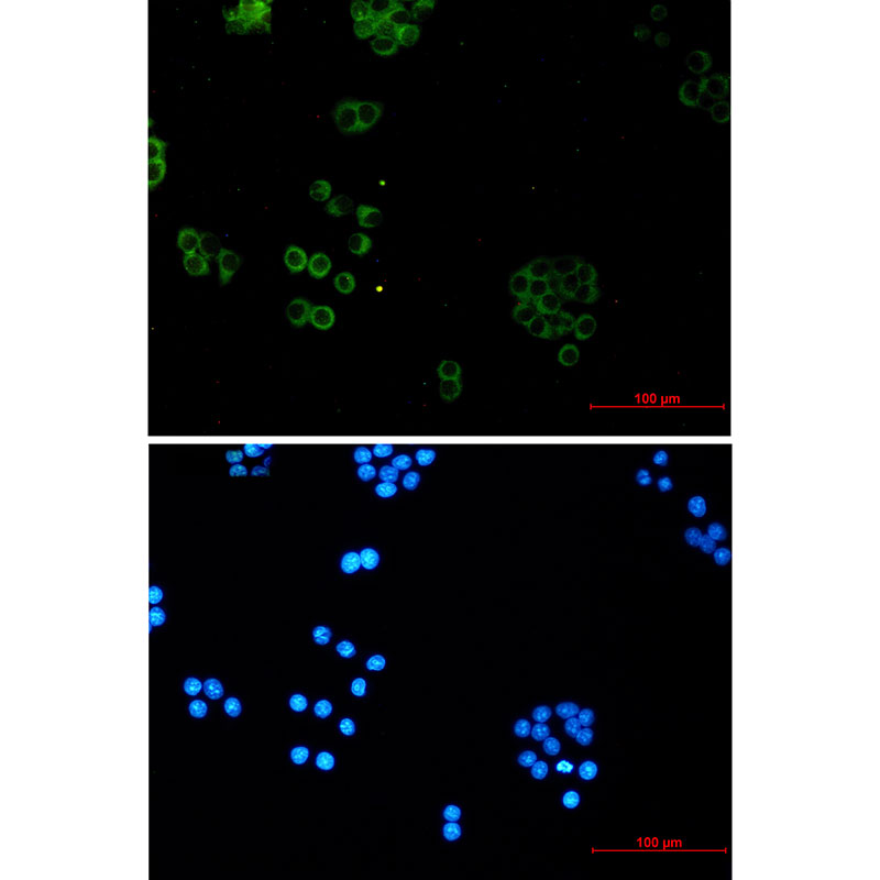 SNX5 Rabbit mAb ABZ1721