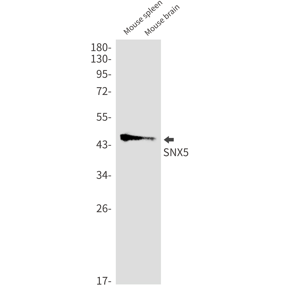SNX5 Rabbit mAb ABZ1721