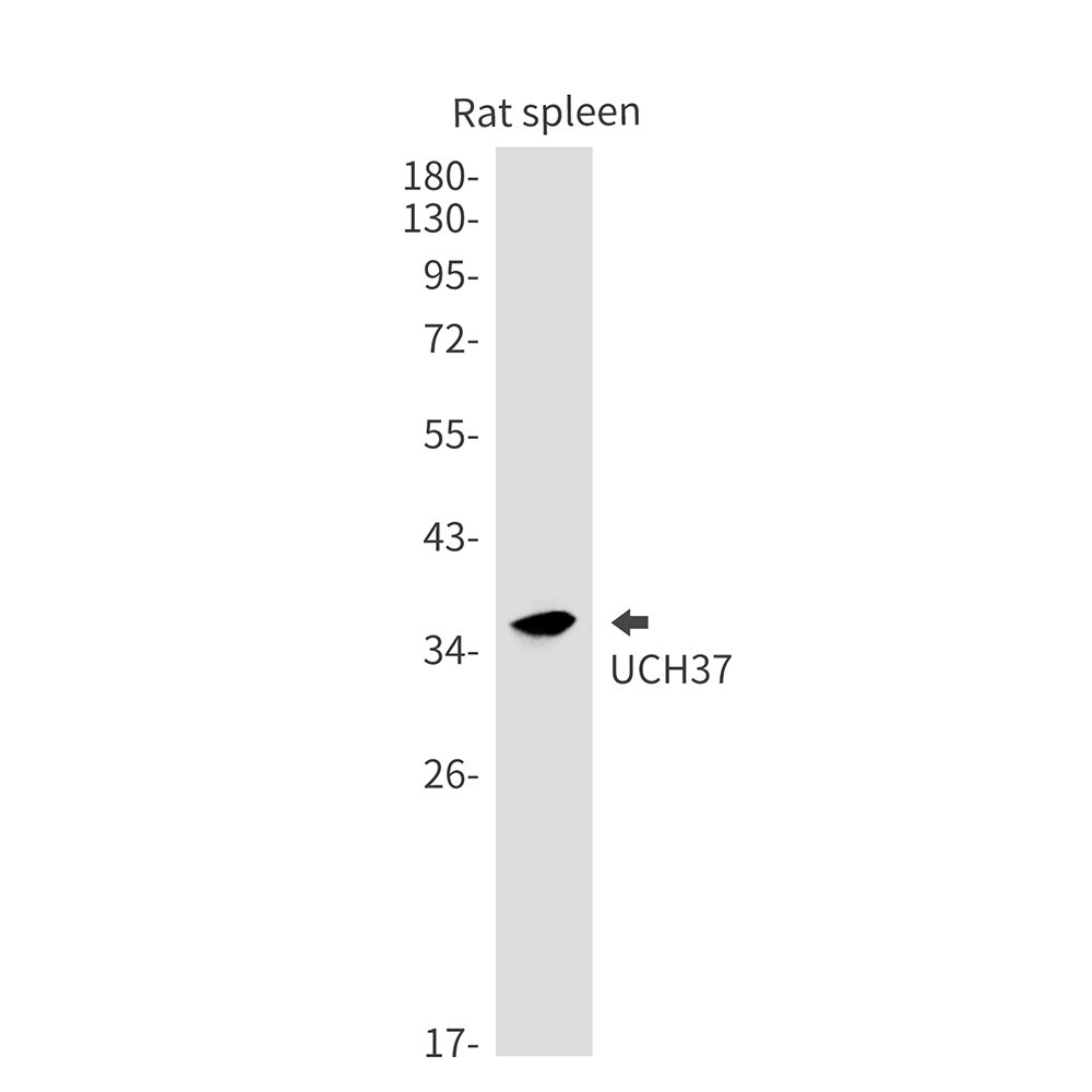 UCHL5 Rabbit mAb ABZ1722