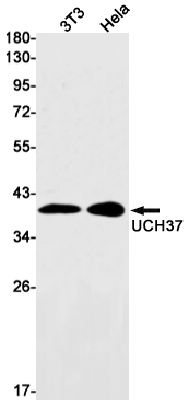 UCHL5 Rabbit mAb ABZ1722