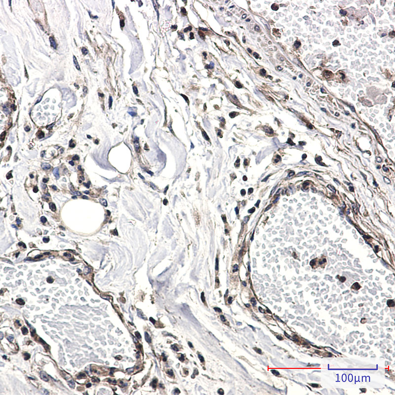 CAB39 Rabbit mAb ABZ1733