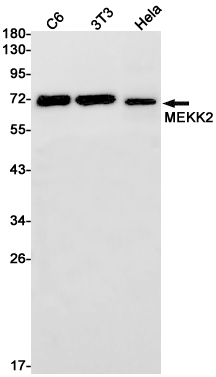 MEKK2 Rabbit mAb ABZ1737