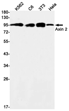 Axin 2 Rabbit mAb ABZ1739