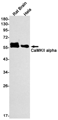 CaMKII alpha Rabbit mAb ABZ1746