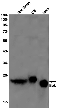 Bok Rabbit mAb ABZ1755