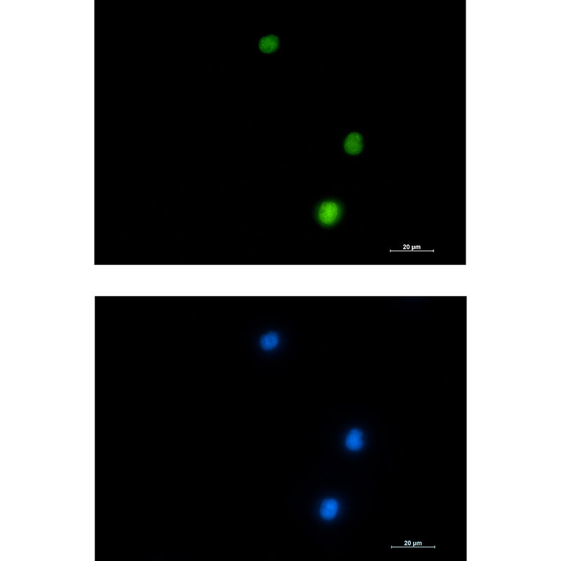 NUP50 Rabbit mAb ABZ1759