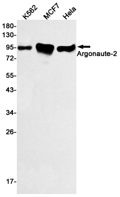 Argonaute 2 Rabbit mAb ABZ1760