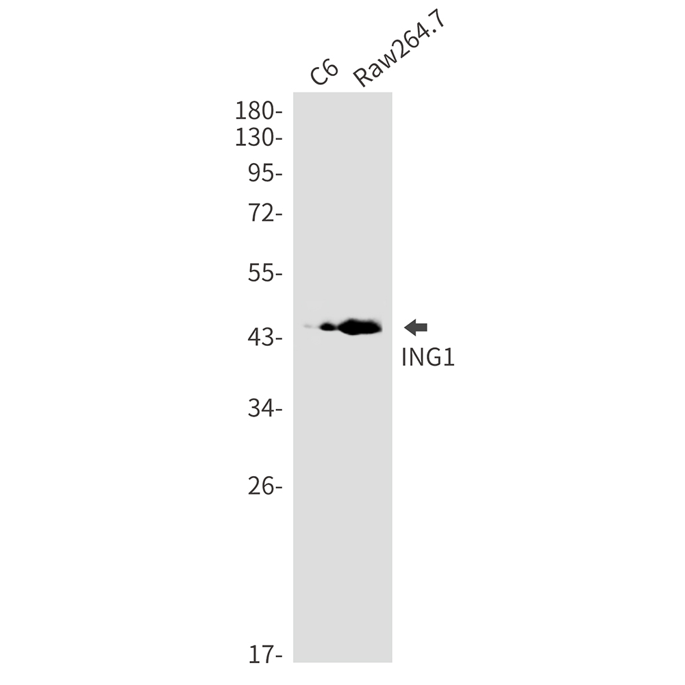 ING1 Rabbit mAb ABZ1764