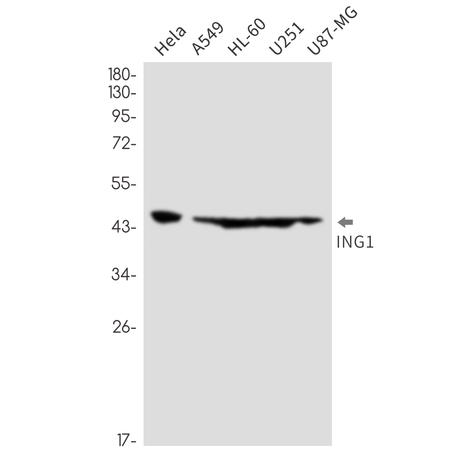 ING1 Rabbit mAb ABZ1764
