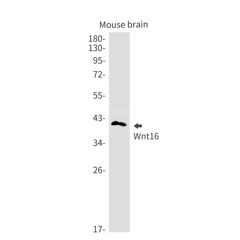 Wnt16 Rabbit mAb ABZ1772