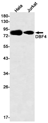 DBF4 Rabbit mAb ABZ1774