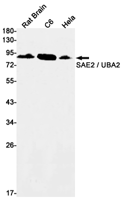 UBA2 Rabbit mAb ABZ1776