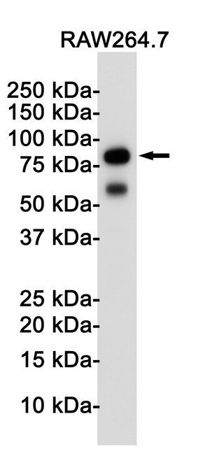 TLR2 Rabbit mAb ABZ1785