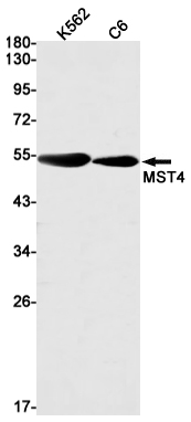 MST4 Rabbit mAb ABZ1786