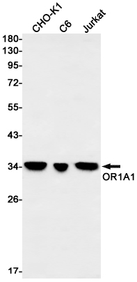 OR1A1 Rabbit mAb ABZ1788