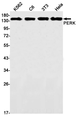 PERK Rabbit mAb ABZ1790