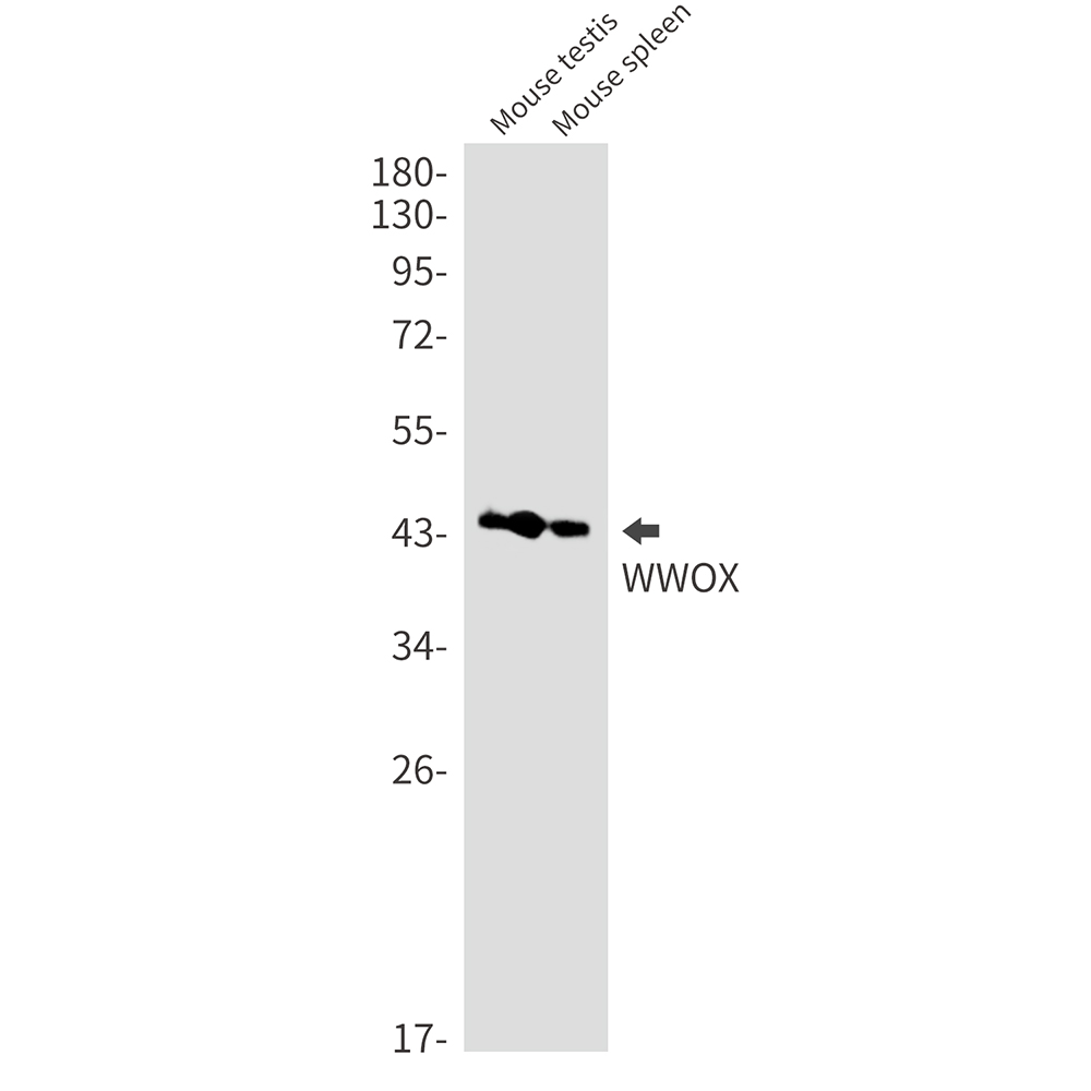 WWOX Rabbit mAb ABZ1793