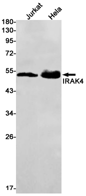 IRAK4 Rabbit mAb ABZ1799