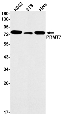 PRMT7 Rabbit mAb ABZ1801