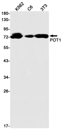 POT1 Rabbit mAb ABZ1802