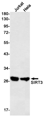 SIRT3 Rabbit mAb ABZ1803