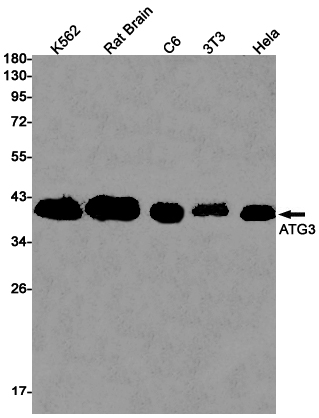 ATG3 Rabbit mAb ABZ1804