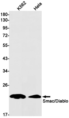 SMAC Rabbit mAb ABZ1813
