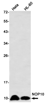 NOP10 Rabbit mAb ABZ1822
