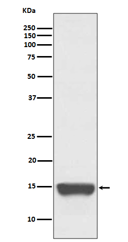 CD266 Rabbit mAb ABZ1823