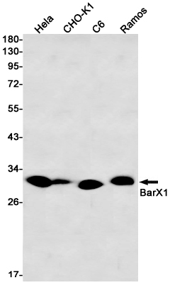 BARX1 Rabbit mAb ABZ1828
