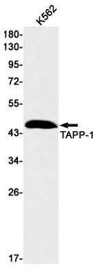 TAPP1 Rabbit mAb ABZ1829
