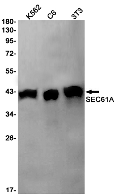 SEC61A Rabbit mAb ABZ1830