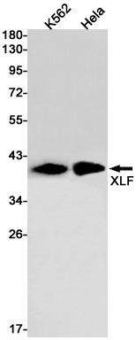 XLF Rabbit mAb ABZ1832