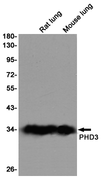 PHD3 Rabbit mAb ABZ1834