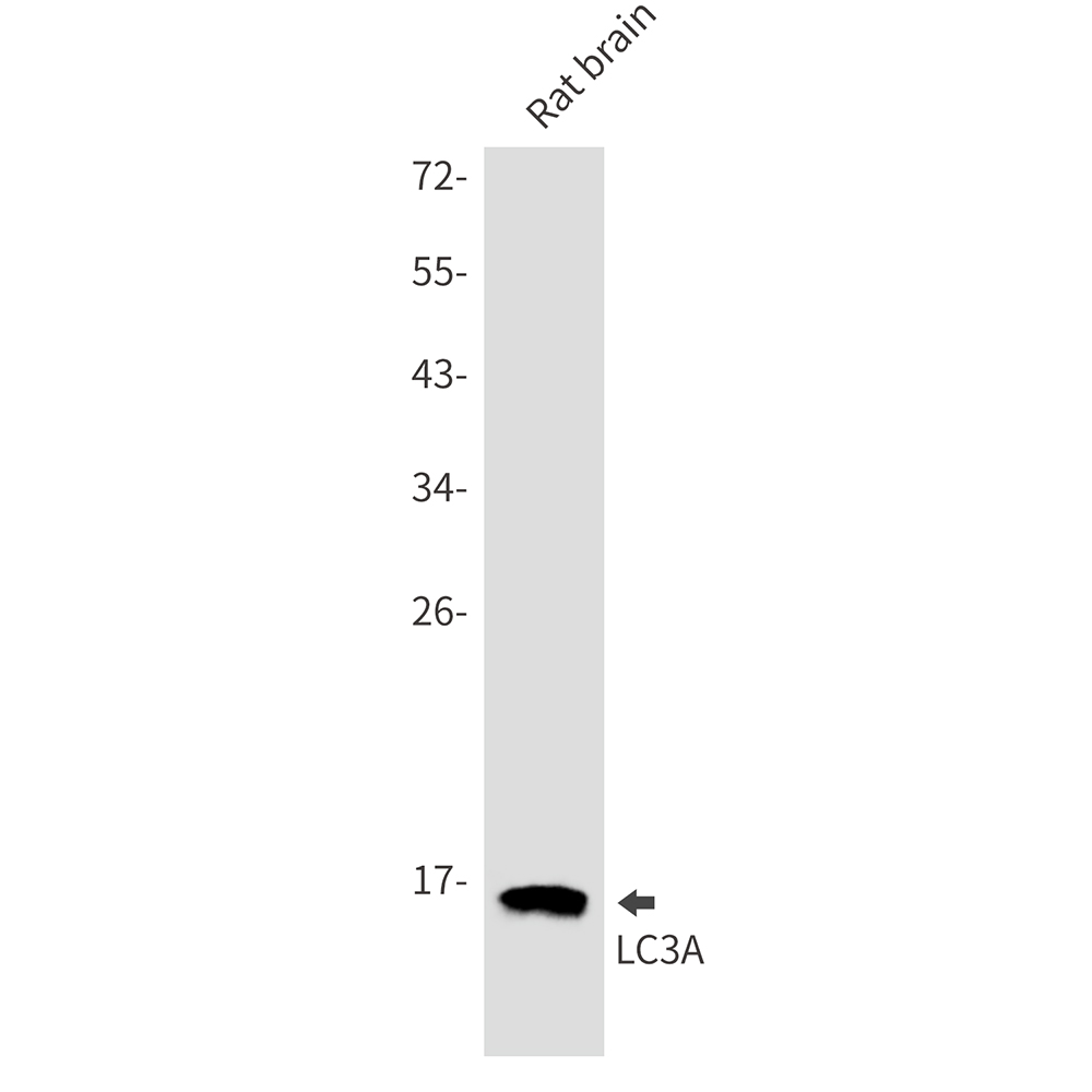 LC3A Rabbit mAb ABZ1838