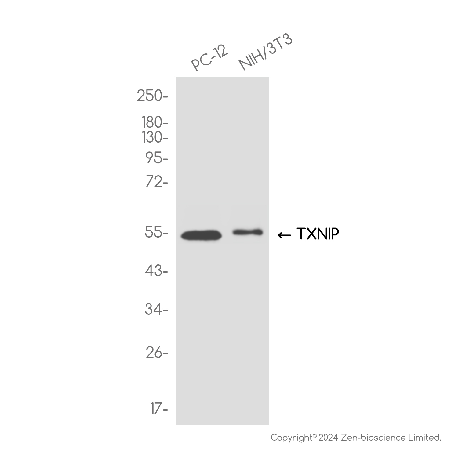 TXNIP Rabbit mAb ABZ1839